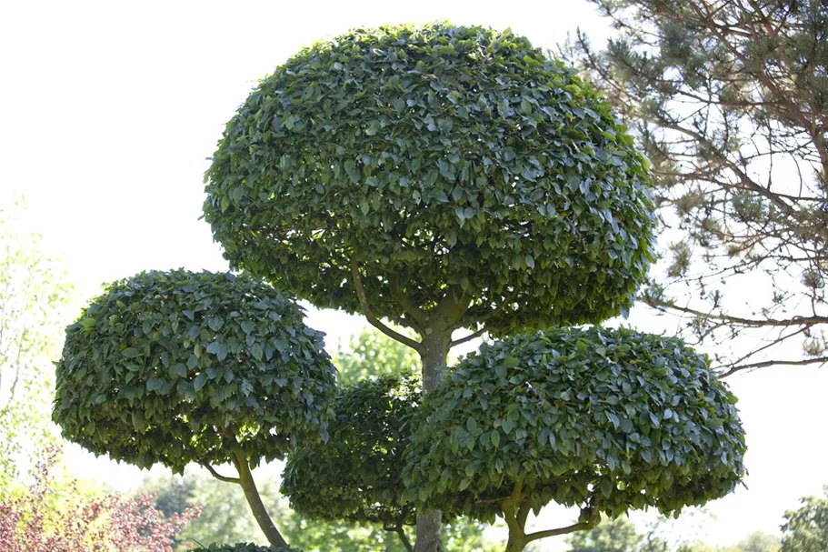 Hainbuche Heister 5 Liter Topf, 20 Stück für 5m Hecke, 80- 100 cm