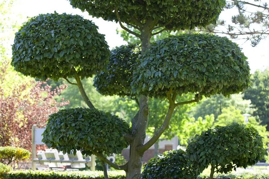 Hainbuche Heister 5 Liter Topf, 20 Stück für 5m Hecke, 80- 100 cm