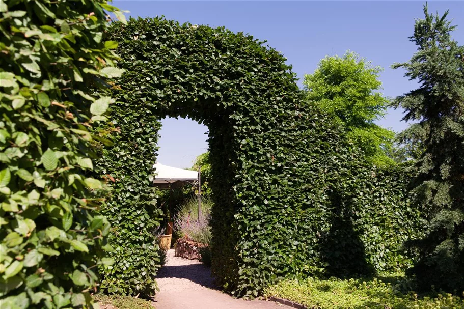 Hainbuche Heister 5 Liter Topf, 20 Stück für 5m Hecke, 80- 100 cm