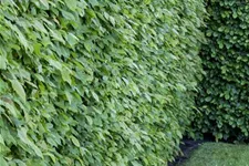 Hainbuche Heister 5 Liter Topf, 20 Stück für 5m Hecke, 80- 100 cm