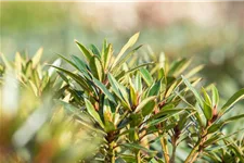 Rhododendron ponticum 'Graziella' für Hecken Topf 2,5 Liter (20 Stück für 5m Hecke) 