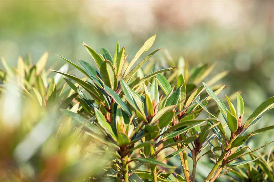 Rhododendron ponticum 'Graziella' für Hecken Topf 2,5 Liter (20 Stück für 5m Hecke) 