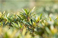 Rhododendron ponticum 'Graziella' für Hecken Topf 2,5 Liter (20 Stück für 5m Hecke) 