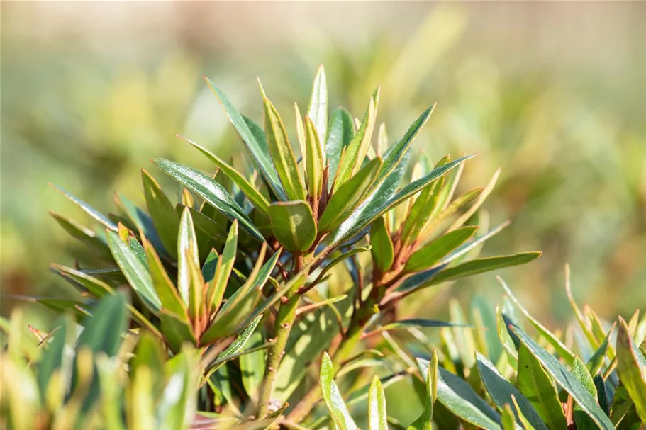 Rhododendron ponticum 'Graziella' für Hecken Topf 2,5 Liter (20 Stück für 5m Hecke) 