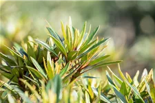 Rhododendron ponticum 'Graziella' für Hecken Topf 2,5 Liter (20 Stück für 5m Hecke) 