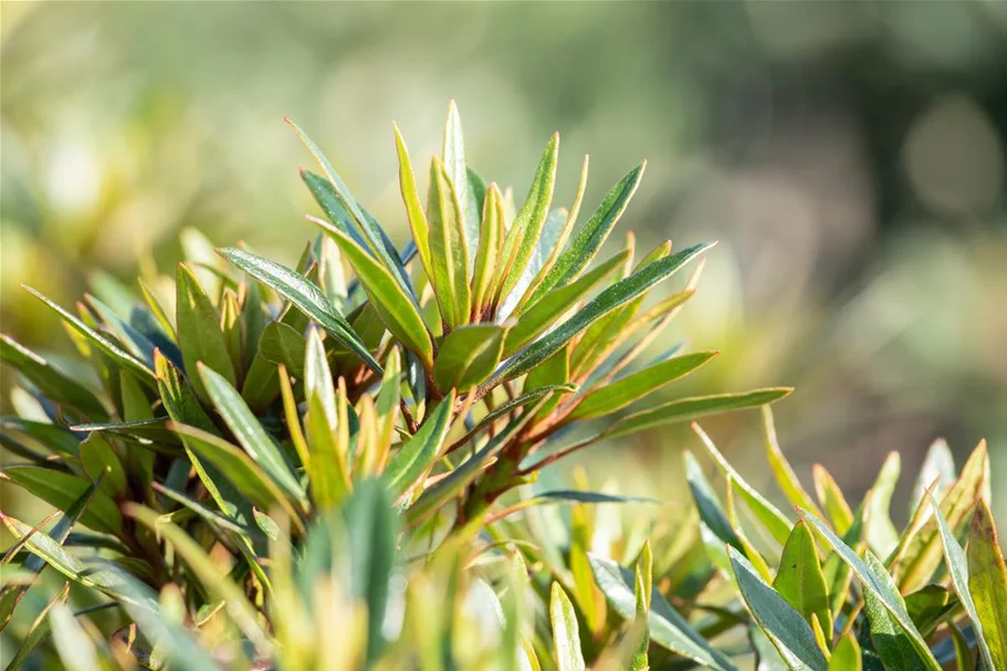 Rhododendron ponticum 'Graziella' für Hecken Topf 2,5 Liter (20 Stück für 5m Hecke) 