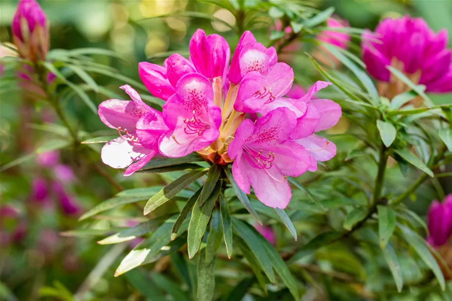 Rhododendron ponticum 'Graziella' für Hecken Topf 2,5 Liter (20 Stück für 5m Hecke) 