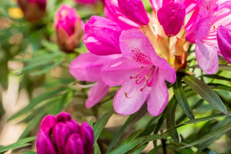 Rhododendron ponticum 'Graziella' für Hecken Topf 2,5 Liter (20 Stück für 5m Hecke) 