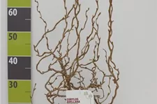 Korkenzieher-Haselnuss 'Twister' Topf 7 Liter 60- 80