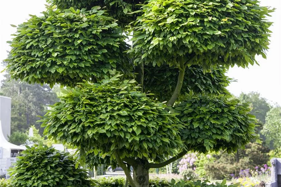 Rotbuche Heister Topf 5 Liter (20 Stück für 5 m Hecke) 80- 100