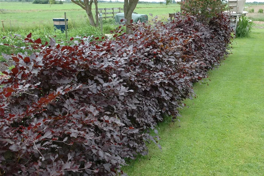 Blutbuche Heister Topf 5 Liter (20 Stück für 5 m Hecke) 80- 100