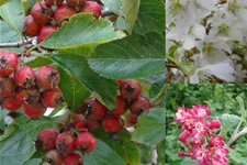 Insektennährgehölzhecke für 3m Hecke Insektennährgehölzhecke Set 5 