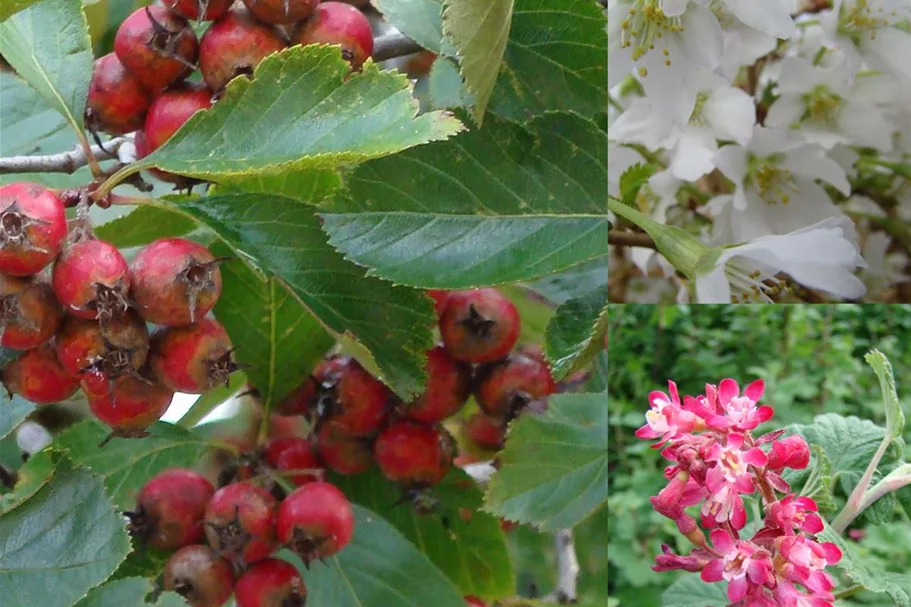 Insektennährgehölzhecke für 3m Hecke Insektennährgehölzhecke Set 5 