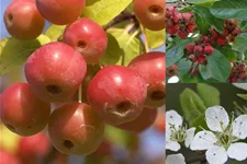 Insektennährgehölzhecke für 3m Hecke Insektennährgehölzhecke Set 5 