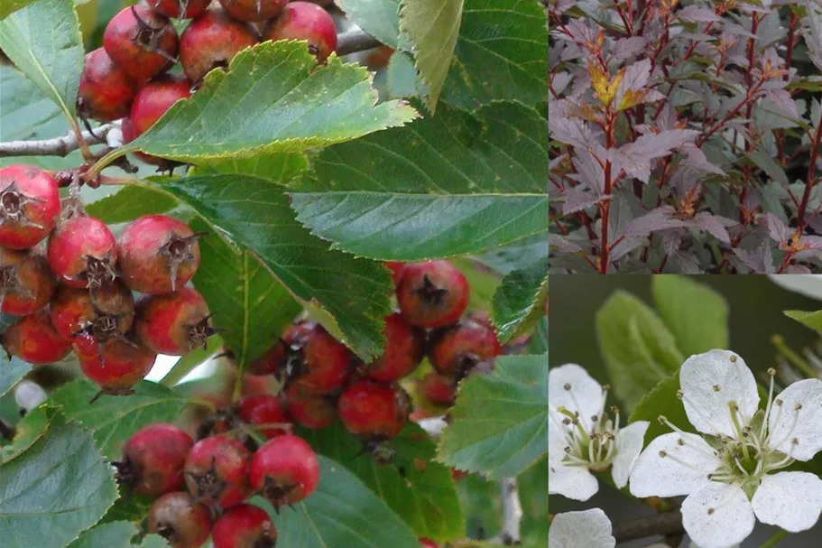 Insektennährgehölzhecke für 3m Hecke Insektennährgehölzhecke Set 5 