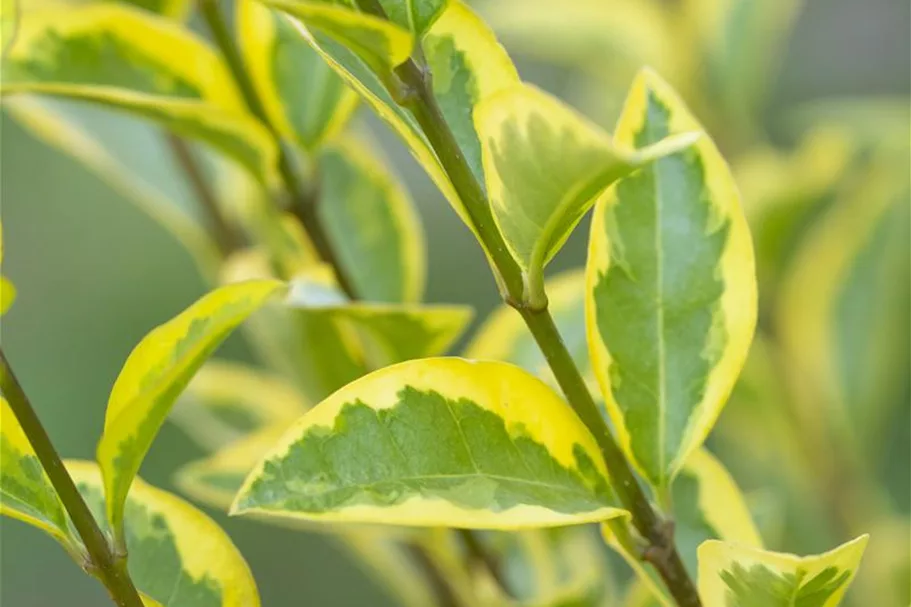 Goldliguster 'Aureum' Topf 4,6 Liter (15 Stück für 5m Hecke) 