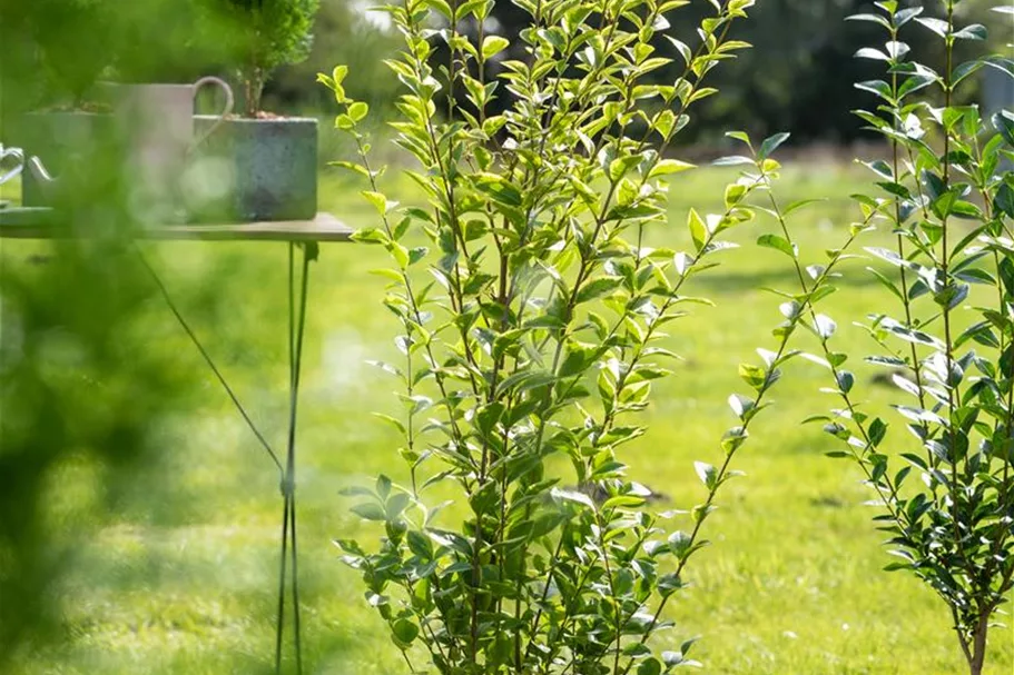 Goldliguster 'Aureum' Topf 4,6 Liter (15 Stück für 5m Hecke) 