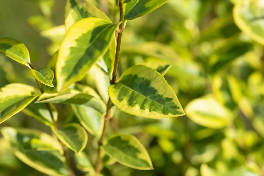 Goldliguster 'Aureum' Topf 4,6 Liter (15 Stück für 5m Hecke) 