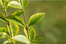 Goldliguster 'Aureum' Topf 4,6 Liter (15 Stück für 5m Hecke) 