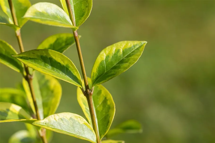 Goldliguster 'Aureum' Topf 4,6 Liter (15 Stück für 5m Hecke) 