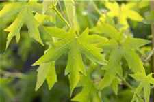 Amberbaum 'Worplesdon' Topf 7 Liter, 80- 100 cm