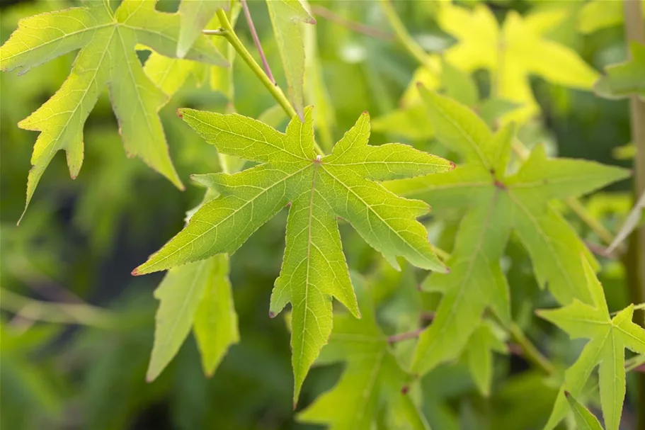 Amberbaum 'Worplesdon' Topf 7 Liter, 80- 100 cm