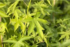 Amberbaum 'Worplesdon' Topf 7 Liter, 80- 100 cm