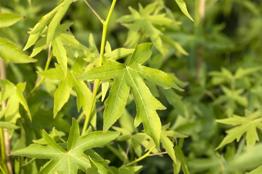 Amberbaum 'Worplesdon' Topf 7 Liter, 80- 100 cm