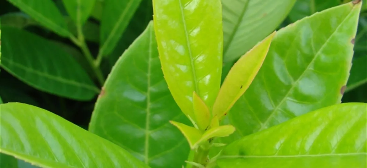 Lorbeerkirsche 'Green Torch' für Hecken Topf 7 Liter (10 Stück für 5m Hecke) 