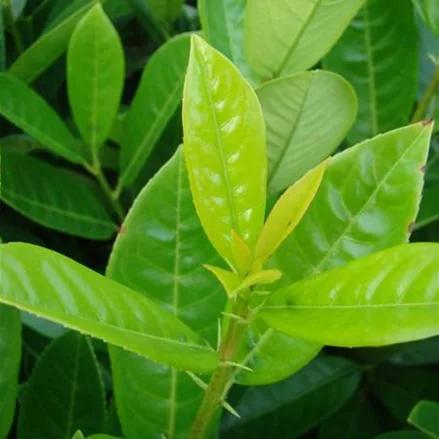 Lorbeerkirsche 'Green Torch' für Hecken