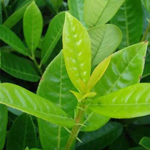 Lorbeerkirsche 'Green Torch' für Hecken