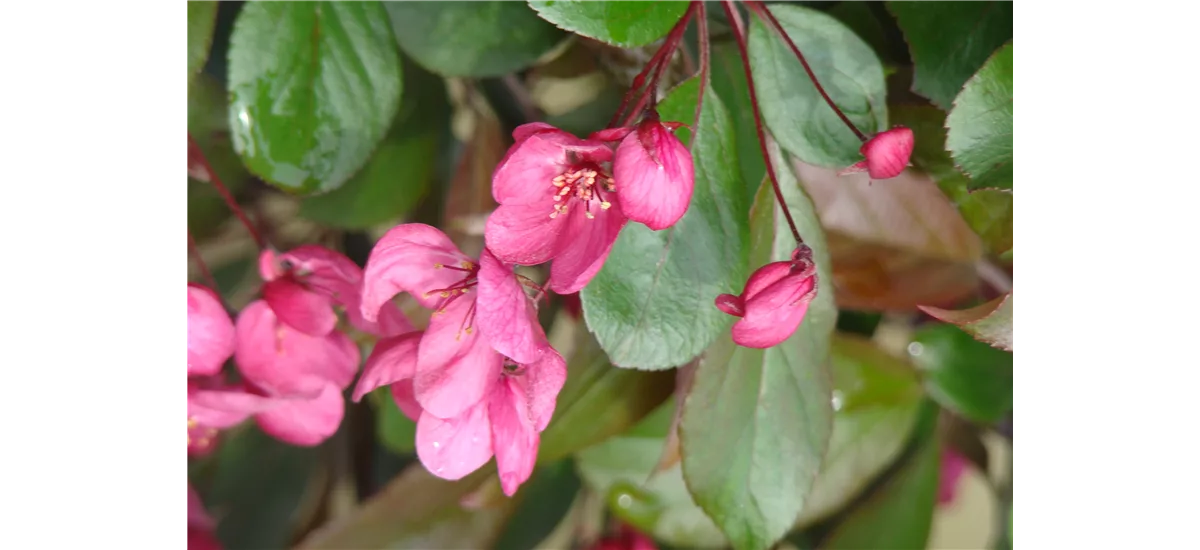 Malus toringo 'Scarlett' CAC 7 Liter Topf, 80- 100 cm