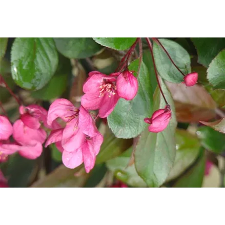 Malus toringo 'Scarlett' CAC