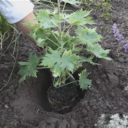 Rittersporn - Einpflanzen im Garten