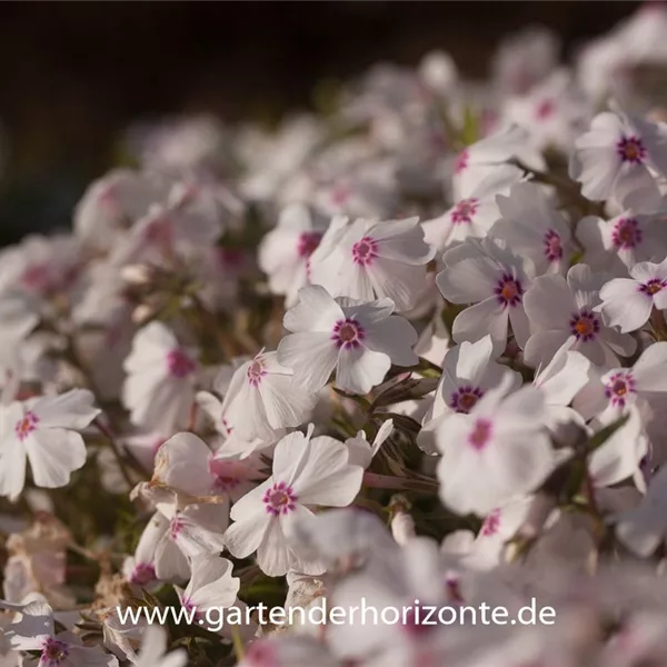 Polster-Flammenblume 'Amazing Grace'