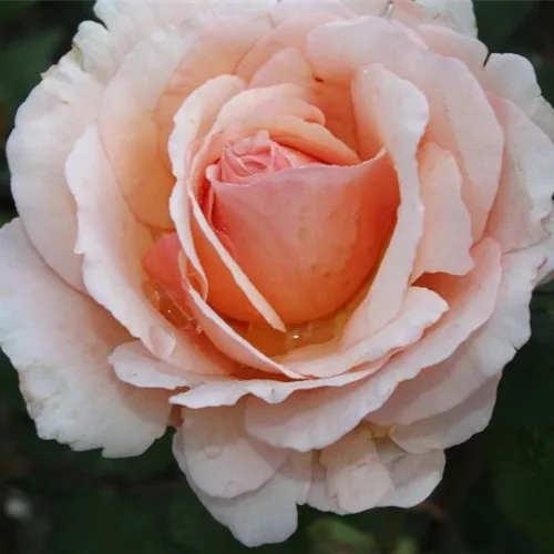 Edelrose 'Duftjuwel'®