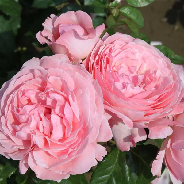 Strauchrose 'Kölner Flora'®