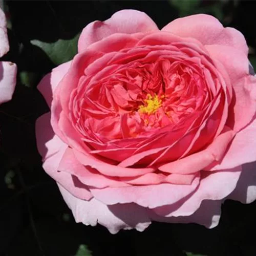 Strauchrose 'Princess Alexandra of Kent'