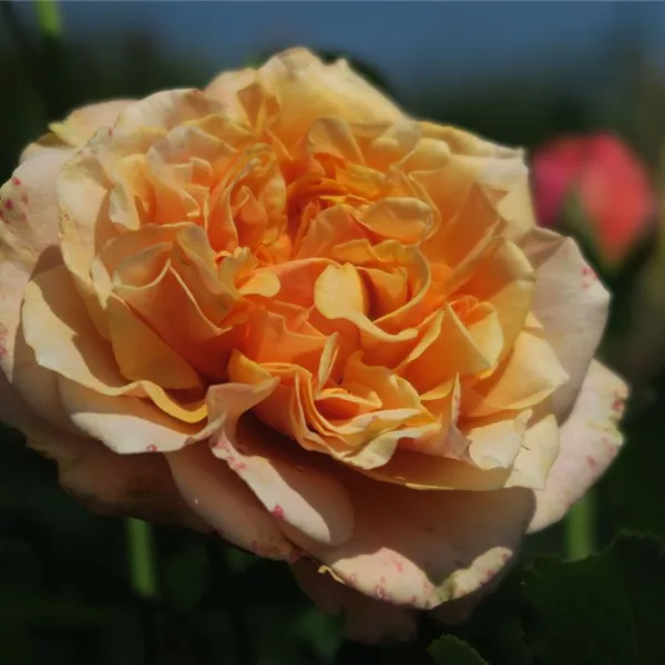 Strauchrose 'La Villa Cotta'®