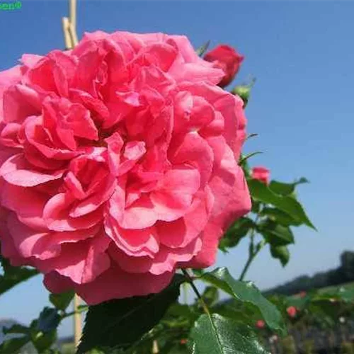 Kletterrose 'Rosarium Uetersen'®