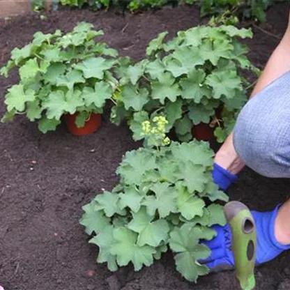 Frauenmantel (Alchemilla) pflanzen