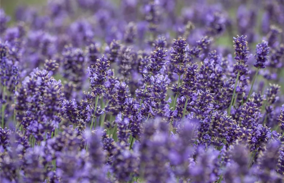 Lavendel, seine vielseitige Anwendung und Pflegehinweise