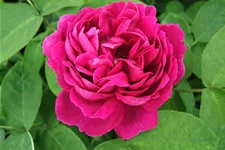 Strauchrose 'Rose de Resht' 5 Liter Topf