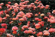 Edelrose 'Fairest Cape' 4 Liter Topf