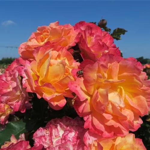 Strauchrose 'LandLust'®