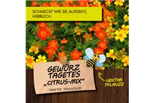 Bio Gewürz-Tagetes 'Citrus Mix' Kräutertopf 12 cm Gewürz-Tagetes 'Citrus Mix'