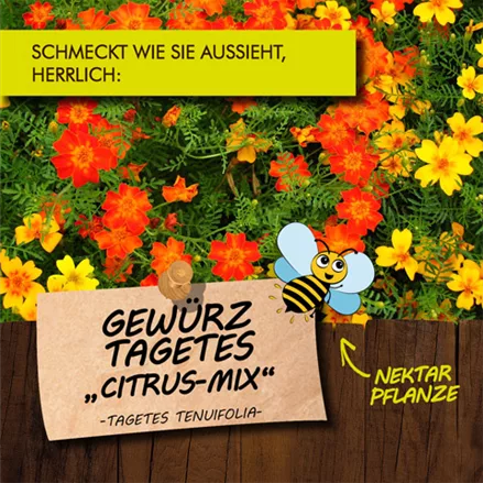 Bio Gewürz-Tagetes 'Citrus Mix'