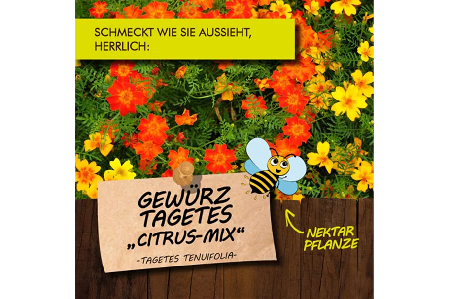 Bio Gewürz-Tagetes 'Citrus Mix' Kräutertopf 12 cm Gewürz-Tagetes 'Citrus Mix'