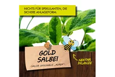 Bio Goldsalbei Kräutertopf 12 cm Goldsalbei