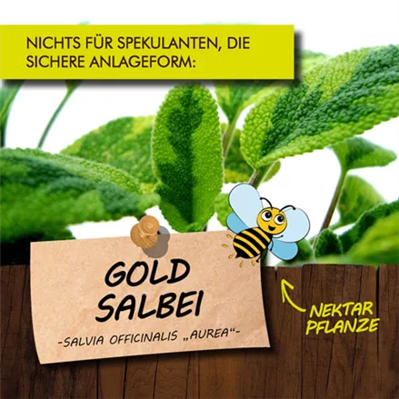 Bio Goldsalbei